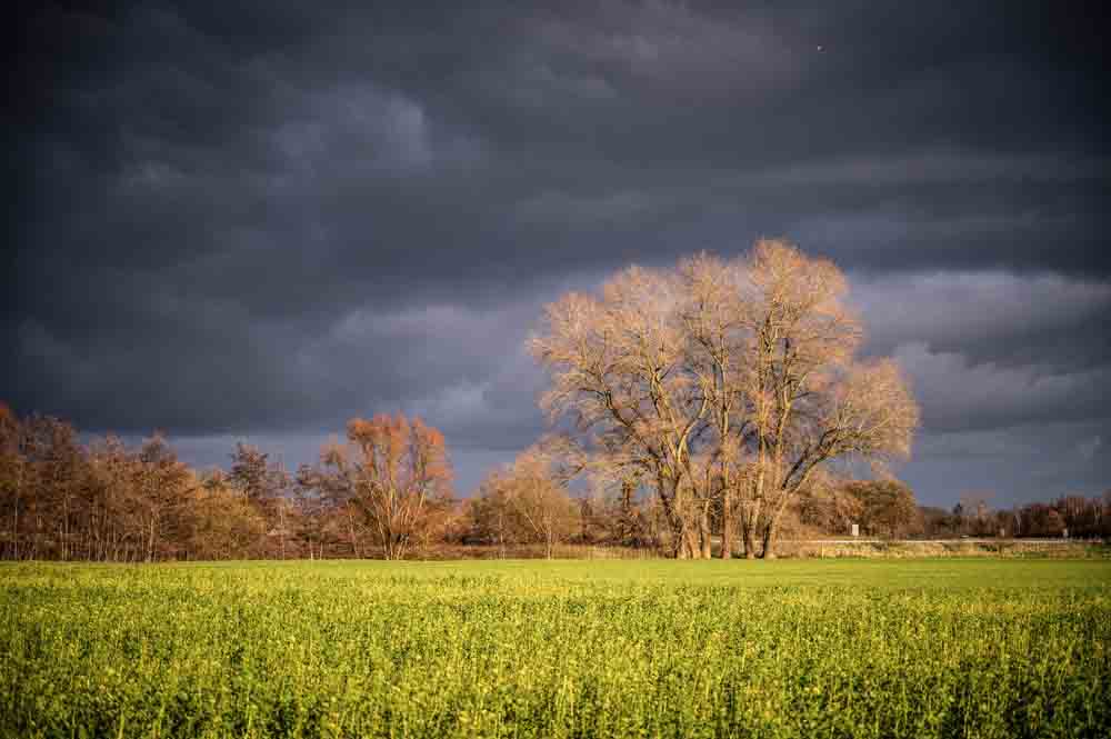 Naturlandschaft an der Bocholter Aa