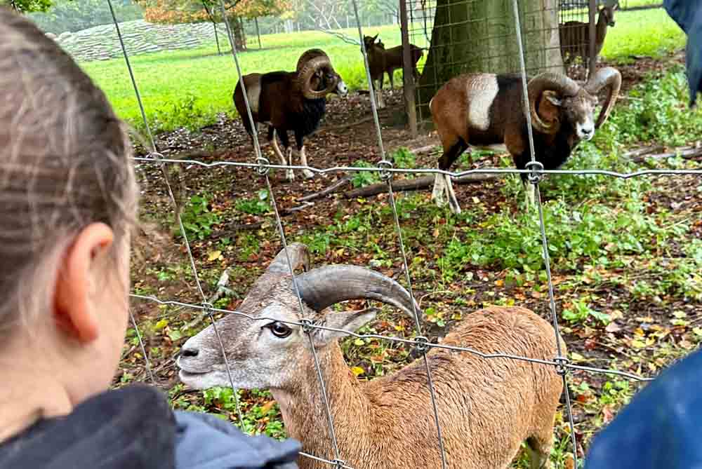 Kinder an einem Gehege im Wildpark