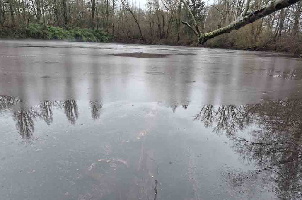 Burgunderblutalge im Menzelsee