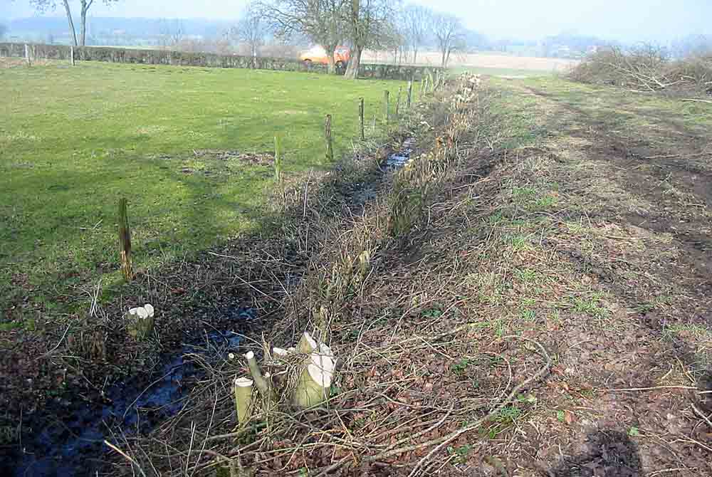 Gehölz- und Heckenschnitte