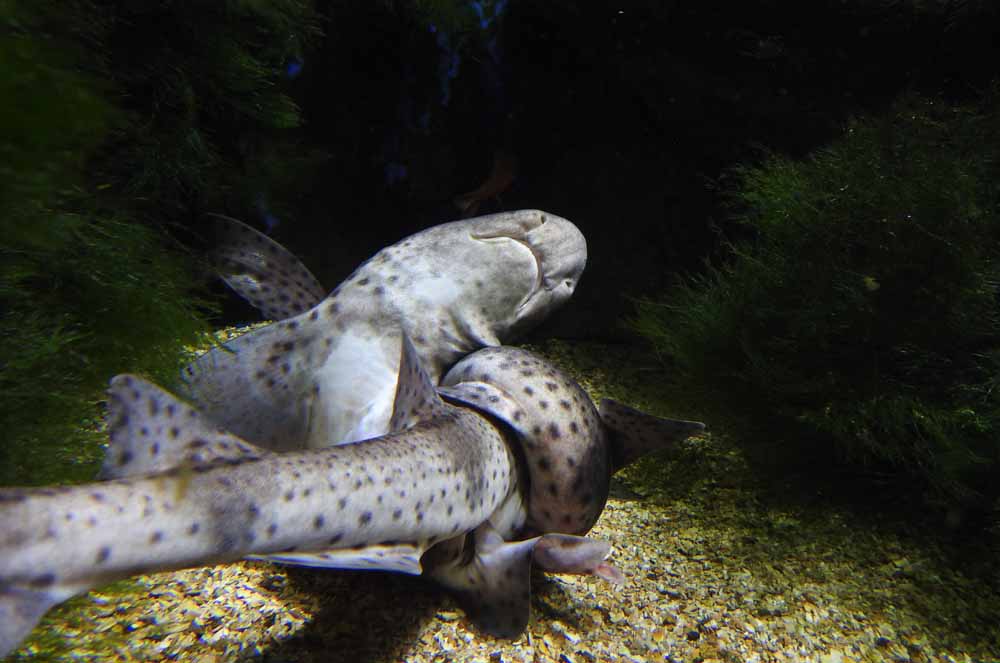 Kleingefleckten Katzenhaie