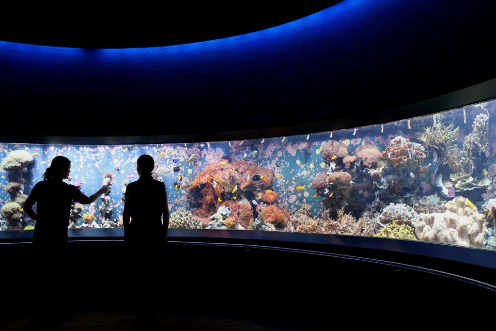 Aquazoo Löbbecke Museum: Polierarbeiten am Riff-Aquarium