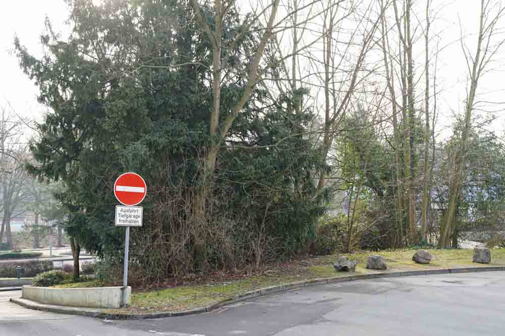 Teil der Bäume zwischen dem Wendehammer und der Ausfahrt der Tiefgarage am Neumarkt