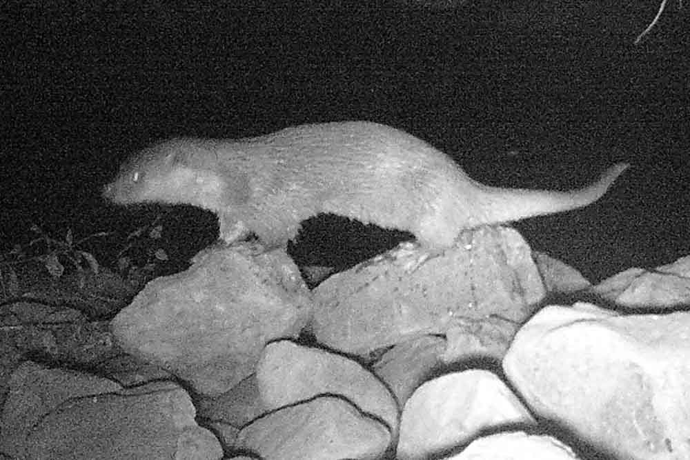 Der Fischotter wurde mithilfe einer Fotofalle am Ufer der Lippe in Hamm abgelichtet