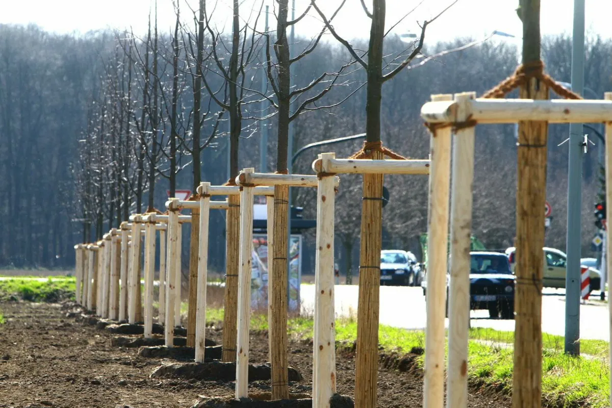 Baumpflanzung in Forstwald