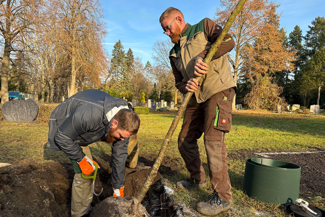 „Mein Baum für Magdeburg“: 336 Bäume gepflanzt