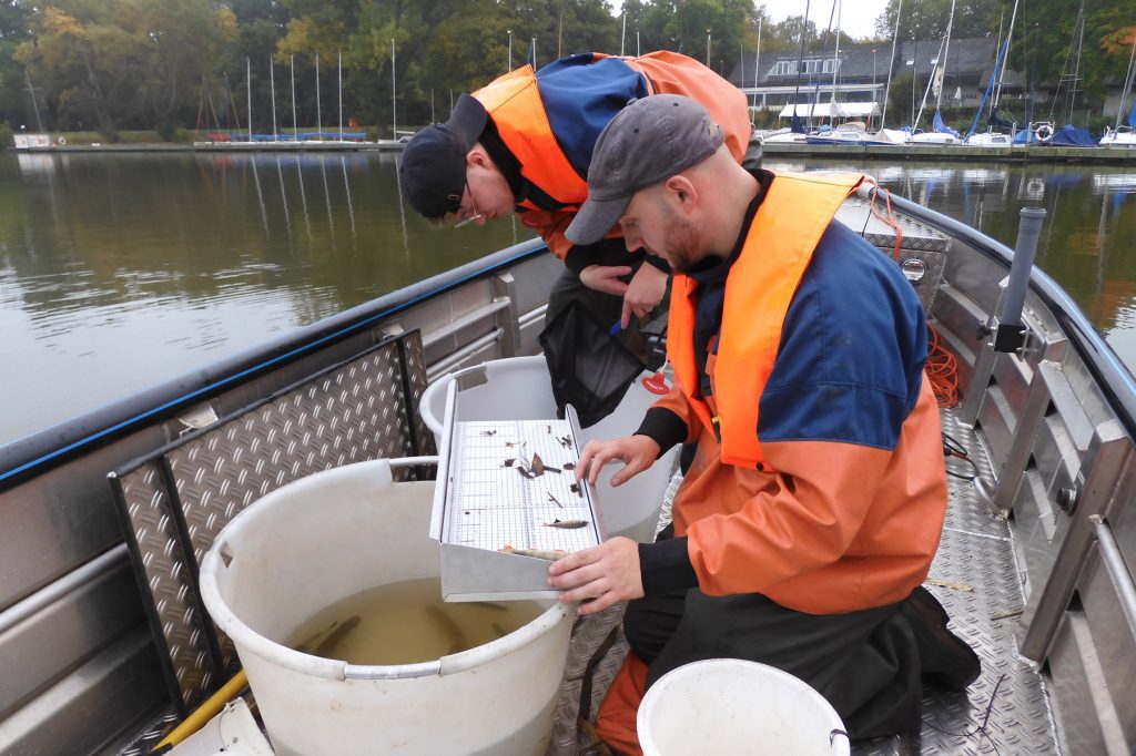 Mehr Raubfische im Aasee
