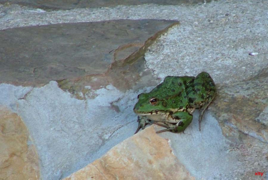 Krötenwanderung in Düsseldorf