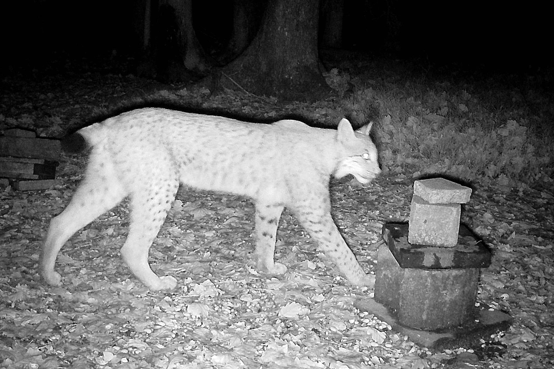 Wolf-Monitoring im Märkischen Kreis auf Luchse ausgeweitet