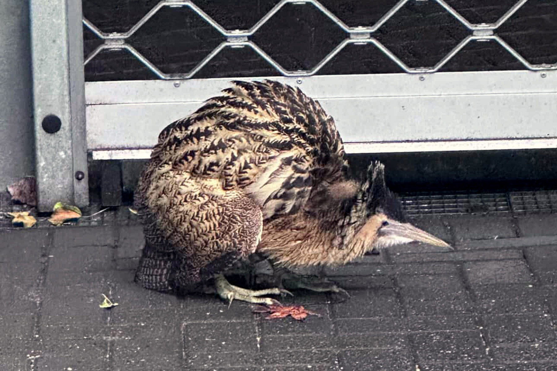 Rohrdommel auf Abwegen in Neuss_CC Feuerwehr Neuss