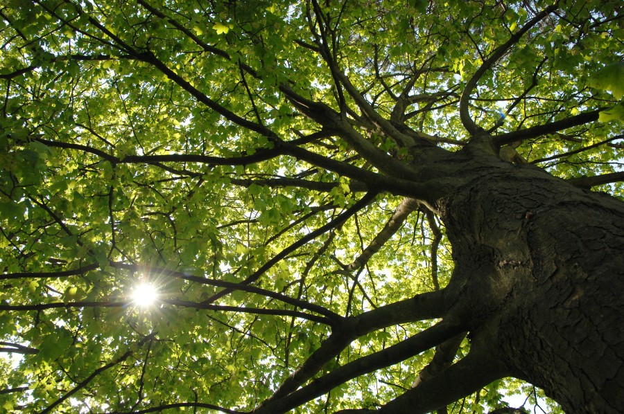 Baum aus der Froschperspektive