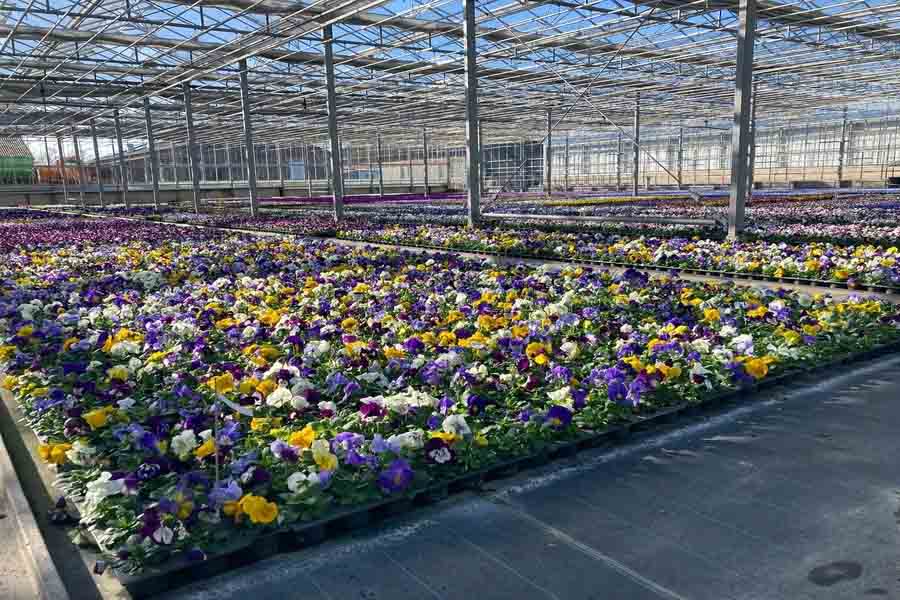 Frühlingsblumen im Gewächshaus