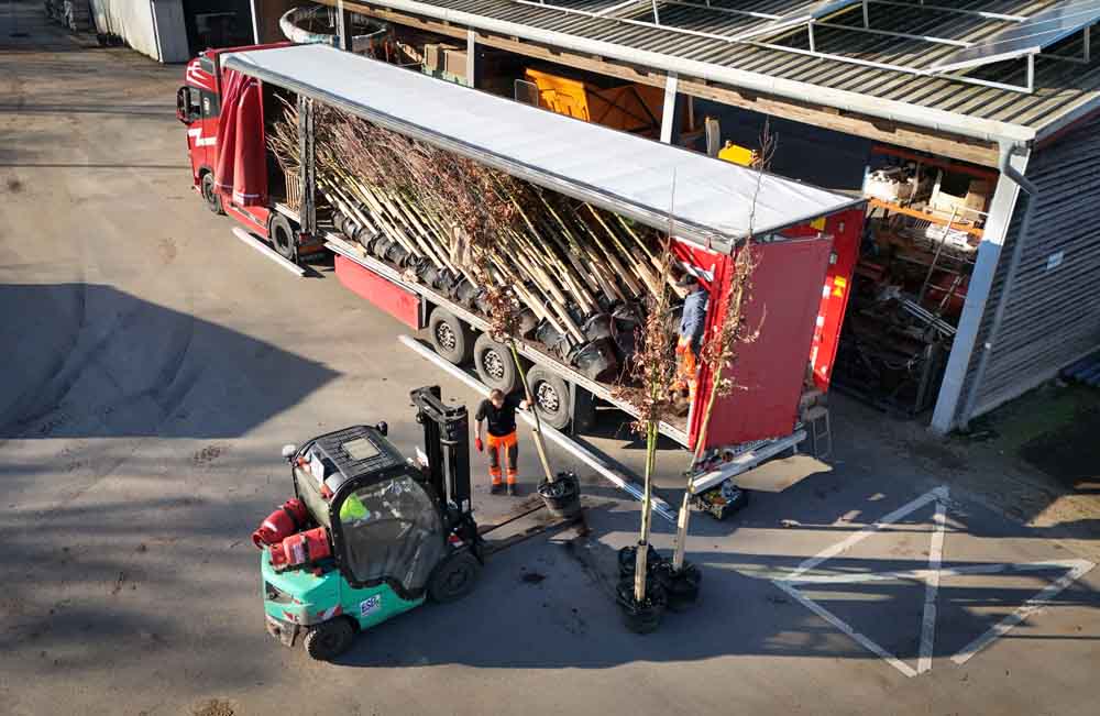 Lieferung der neuen Bäume