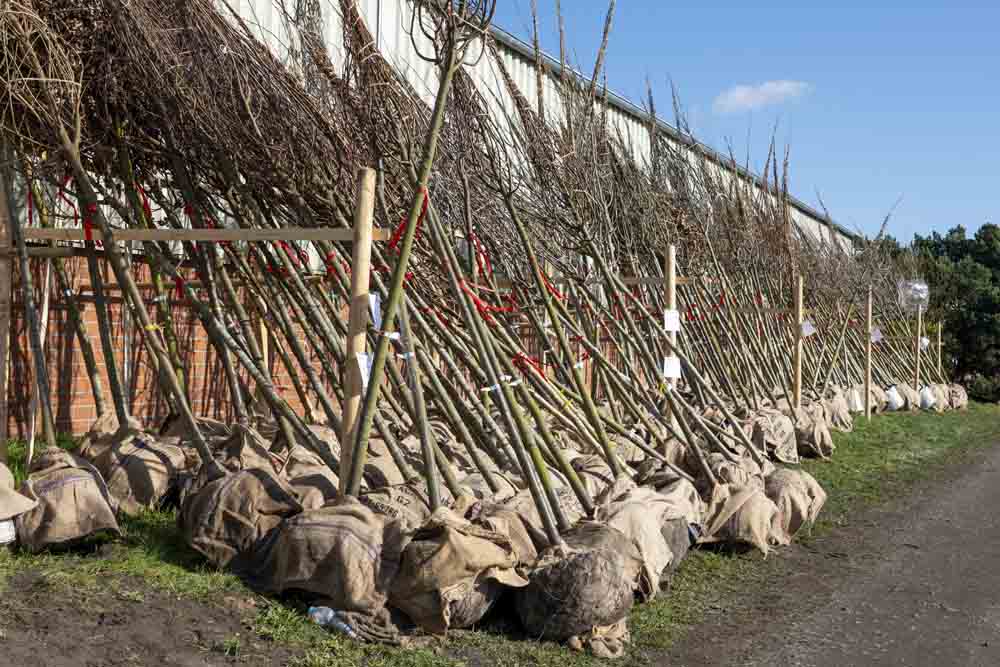 Bäume bei Mennigmann