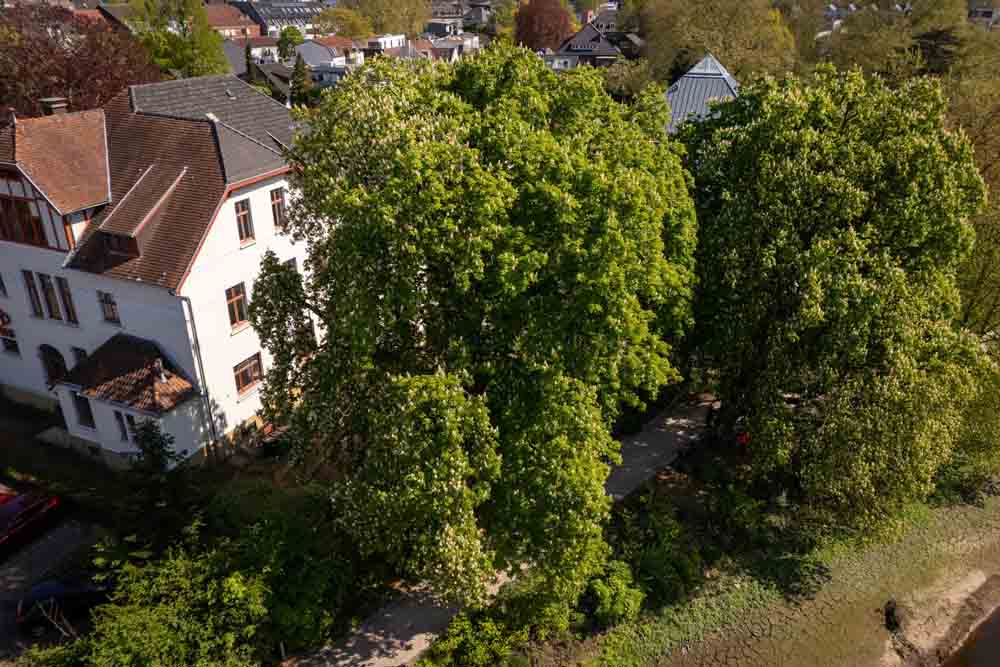 Rosskastanien am ehemaligen VHS-Gebäude