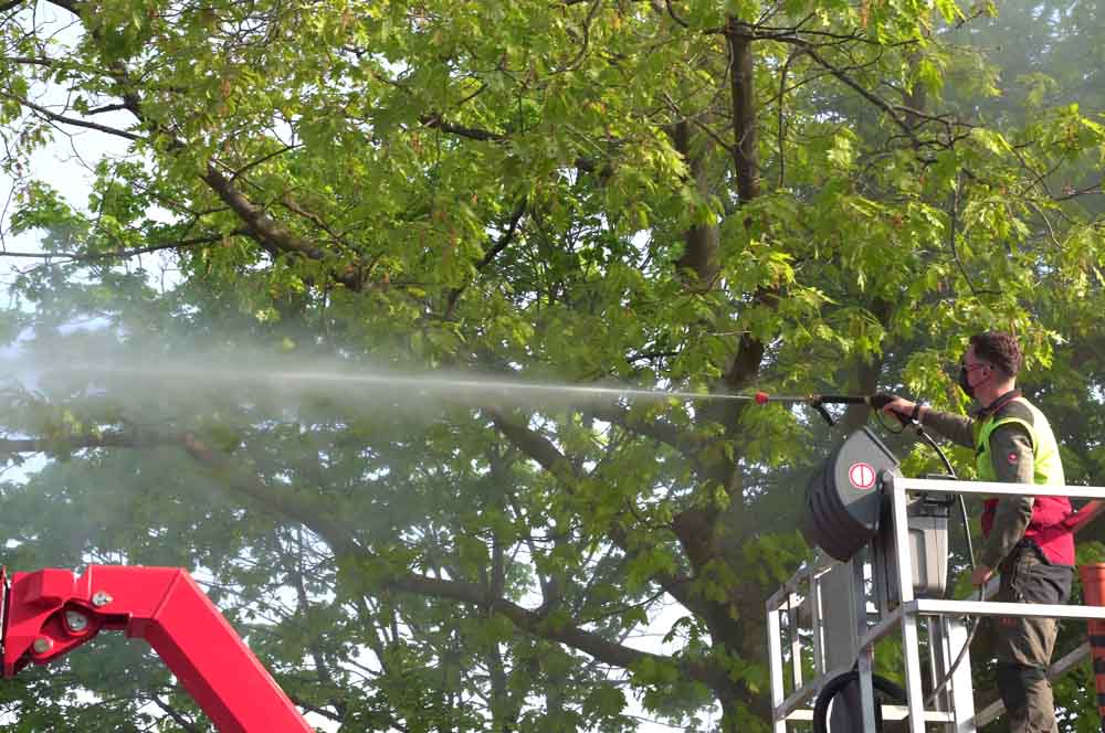 Biozid-Einsatz an Eichen