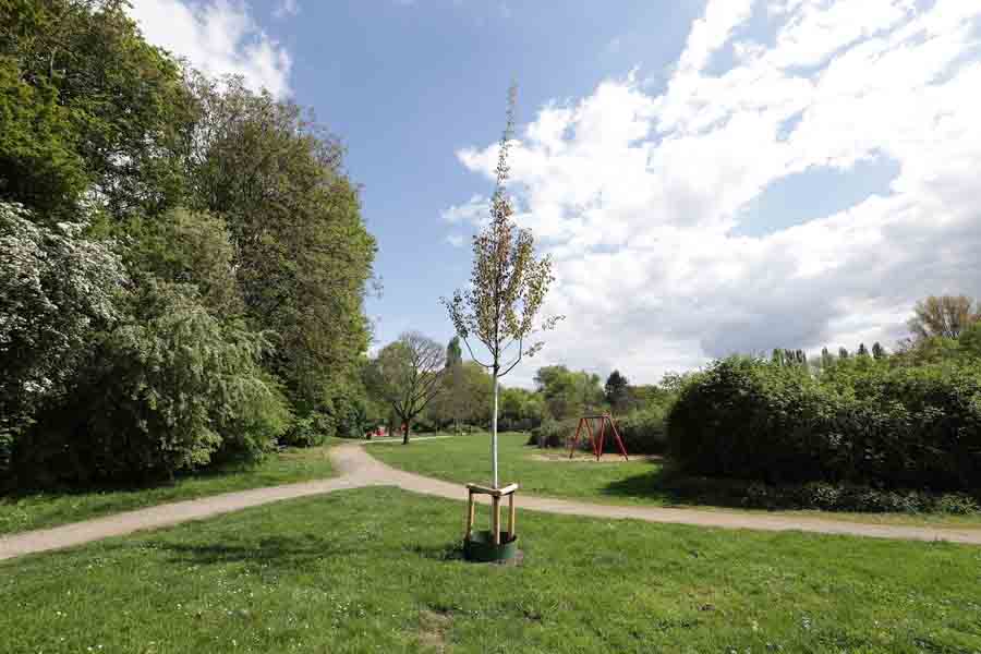 Zitterpappel im Nachbarschaftspark Diepenstraße