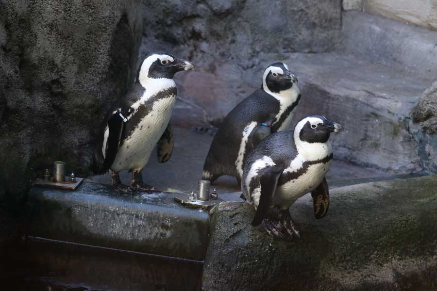 Brillenpinguine