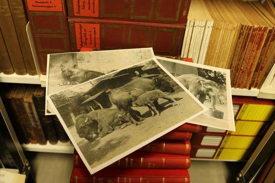 Historische Fotografien liegen auf Büchern
