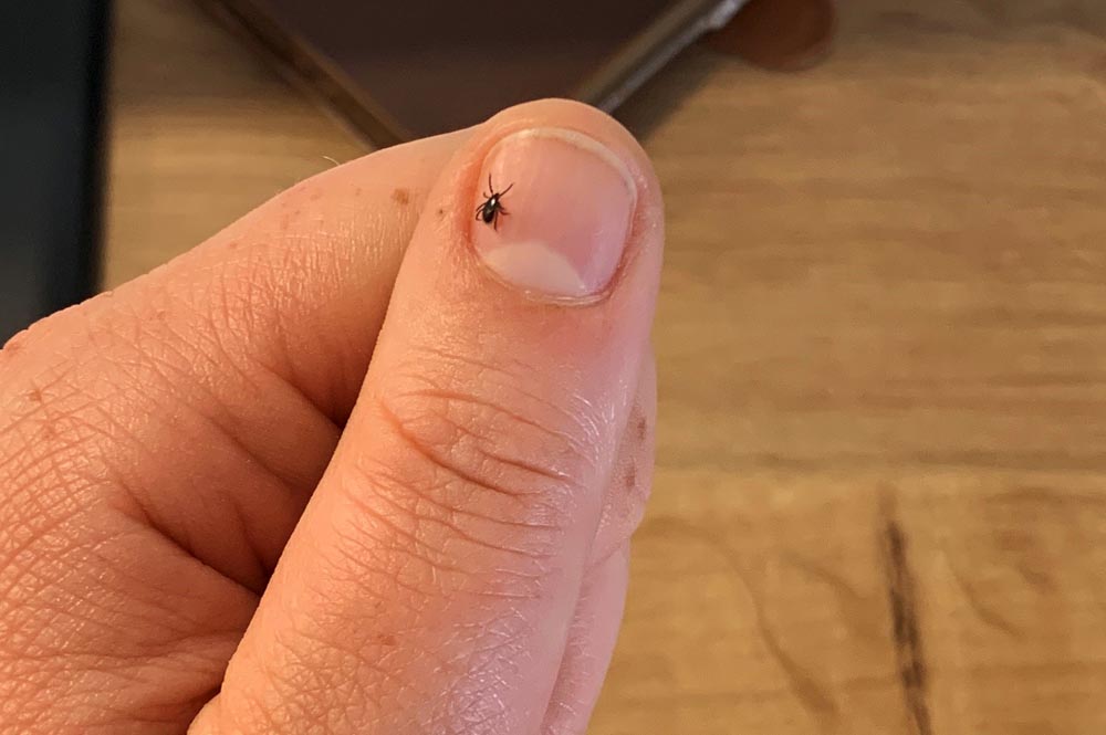 Zecke auf einem Fingernagel