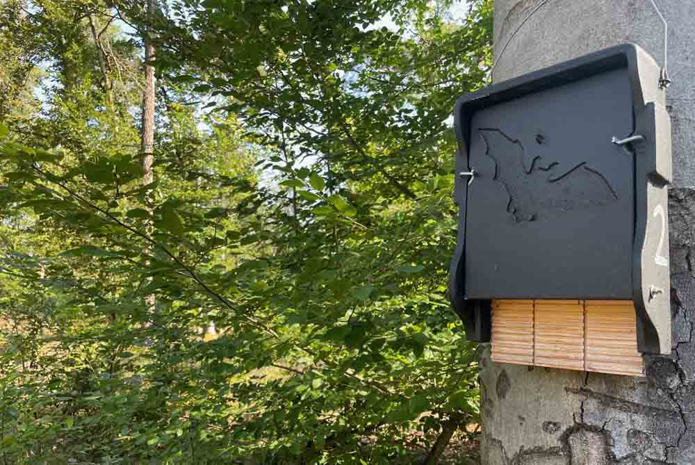Fledermauskasten an einem Baum im Wald