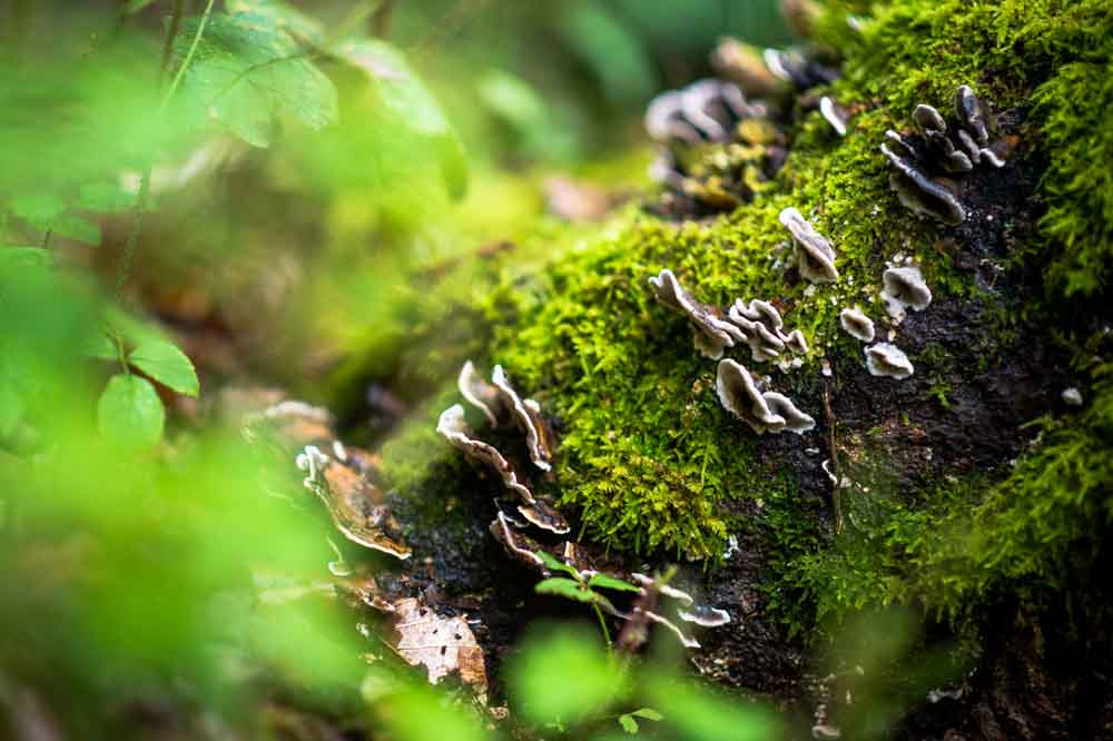 Nahaufnahme: Pilze wachsen an einem Baum