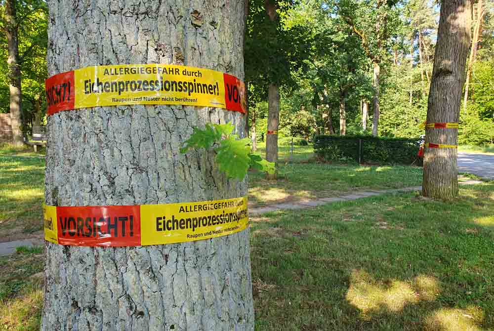 Absperrbänder an Bäumen warnen vor dem Eichenprozessionsspinner
