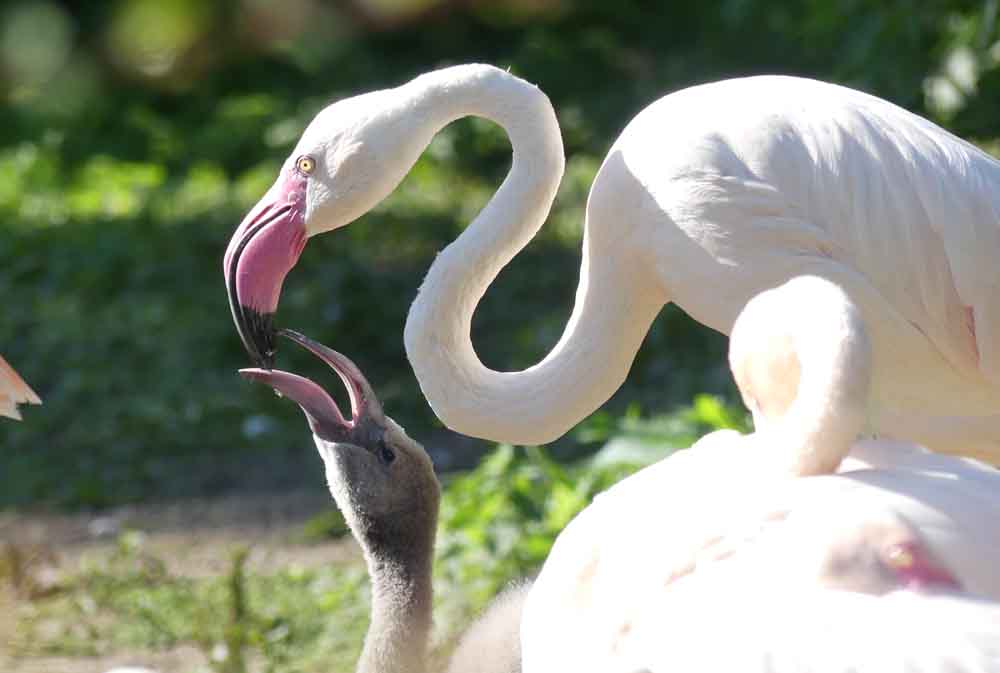 Flamingo füttert Nachwuchs