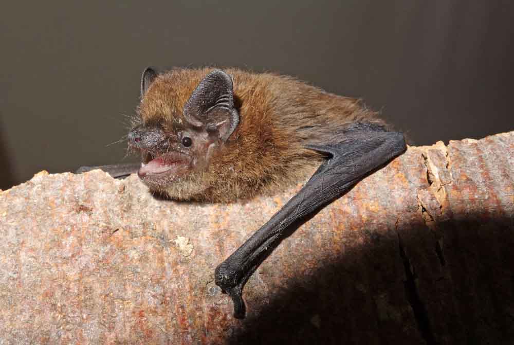 Zwergfledermaus