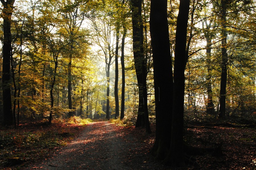 Bäume im Schellenberger Wald