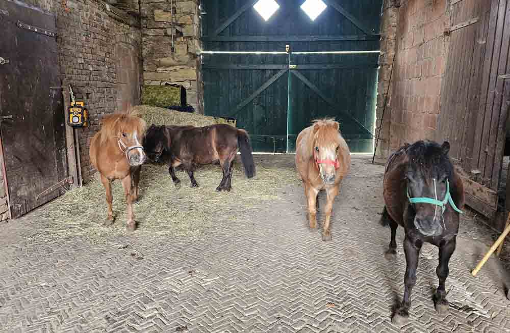 Shetlandponys Sternchen, Kessi, Cookie und Lola in einem Stall