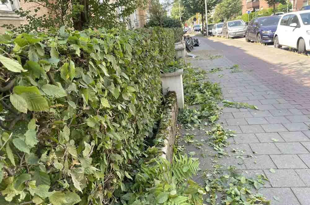Frisch geschnittene Hecke