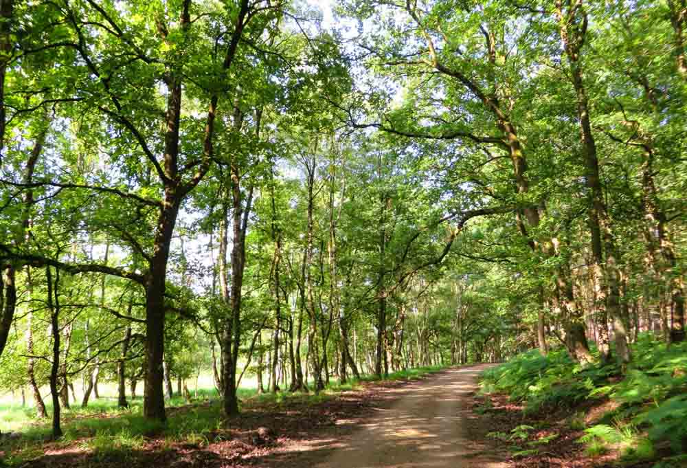 Radroute im Naturschutzgebiet "Lüsekamp und Boschbeektal"