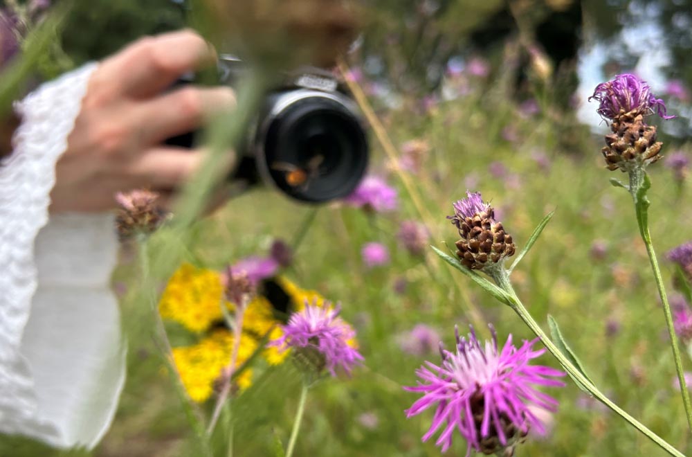 Person fotografiert Blumen auf einer Wiese