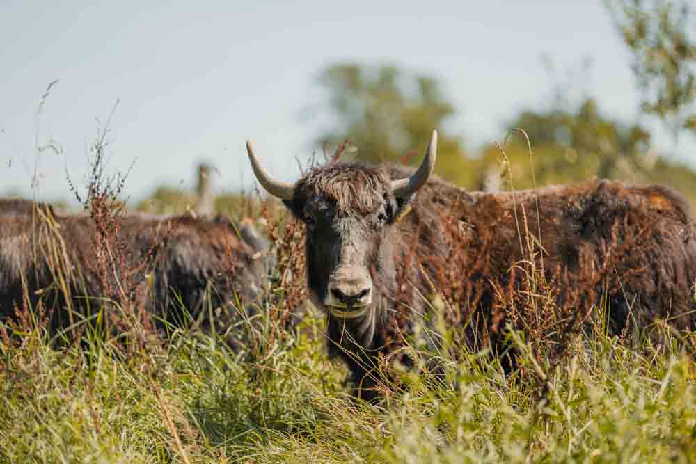 Hausyaks im Tierpark Sababurg