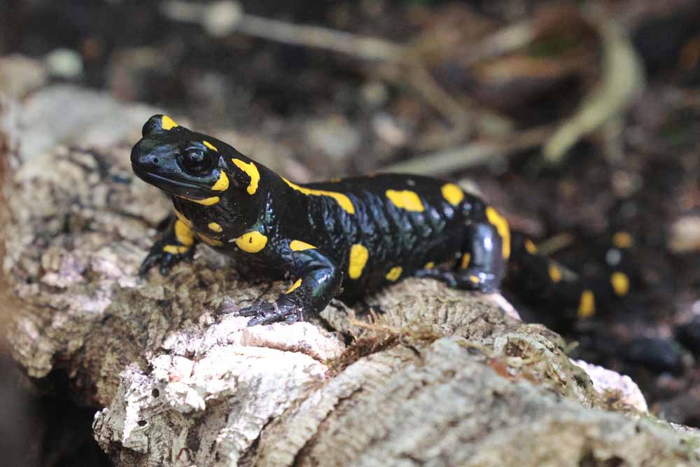 Feuersalamander
