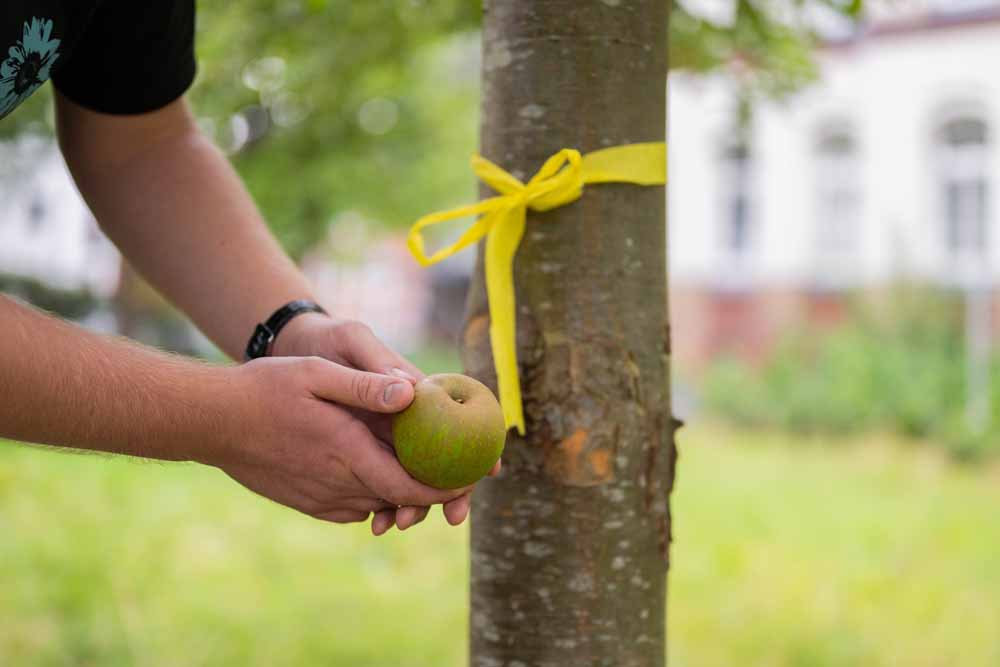 Person hält an einem Baum einen Apfel in der Hand