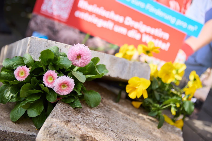 Pflastersteine und Blumen