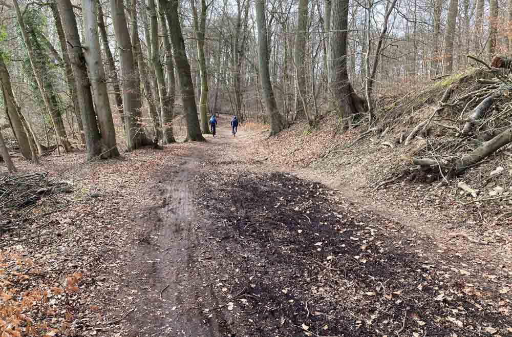 Blick auf den Residenzweg im Wald