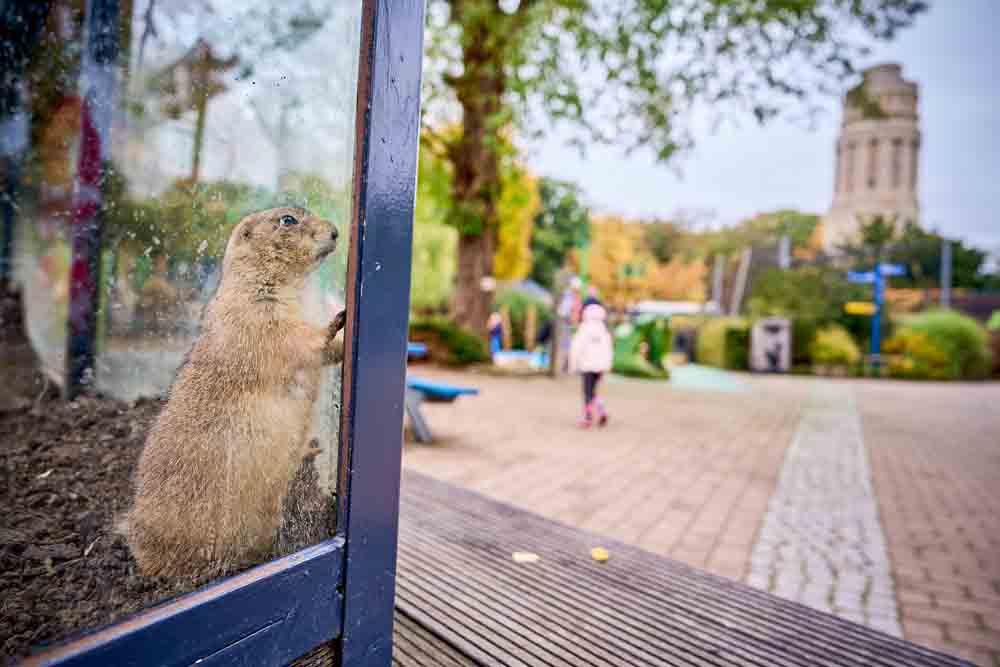 Erdmännchen im Glas-Gehege mit Zoo im Hintergrund