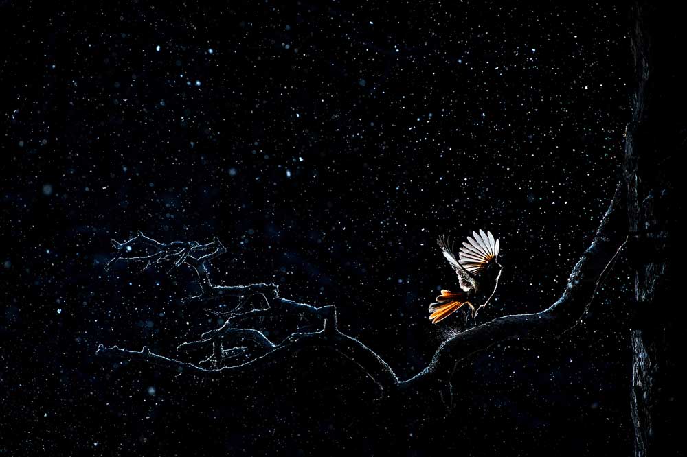 Bild: Nachthimmel mit Ast und Vogel im Vordergrund