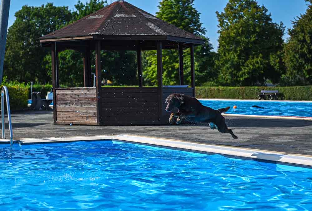 Hund springt ins Schwimmbecken