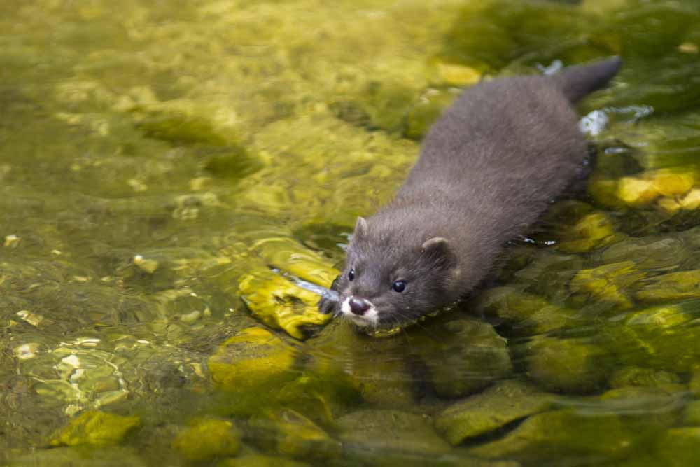 Nerz schwimmt im Wasser