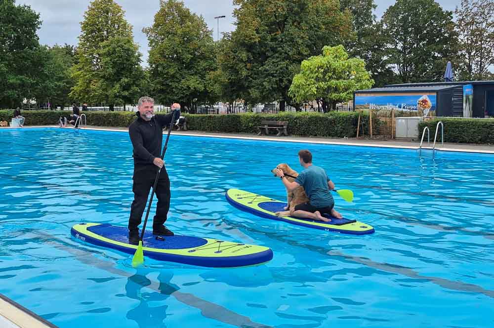 Mensch und Tier auf Paddelbords im Becken