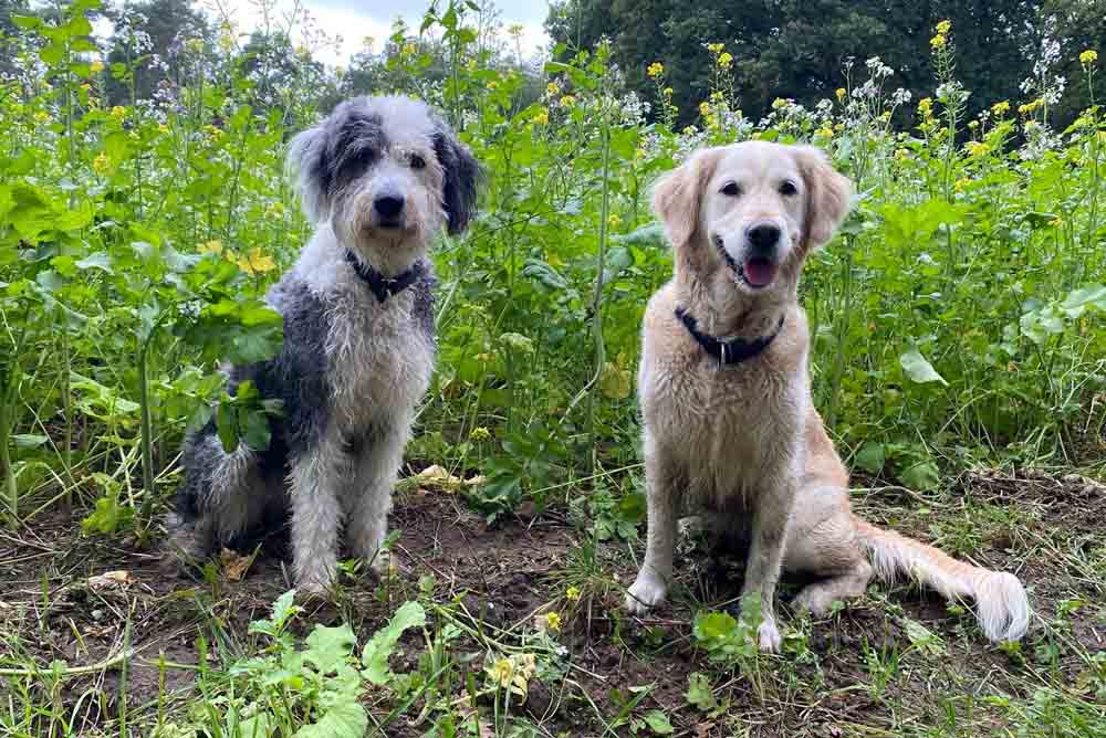 Zwei Hunde sitzen im Gras
