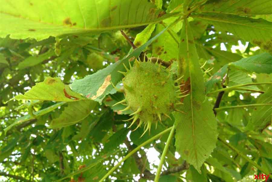 Kastanie hängt an einem Baum