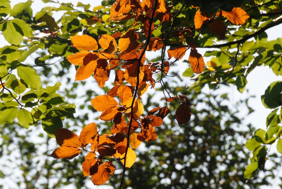 Herbstliche Blätter an einem Baum