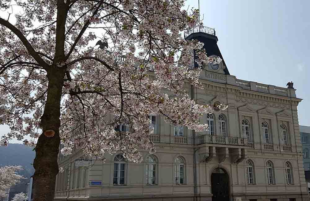 Stadtbücherei Iserlohn mit Kirschblütenbaum davor