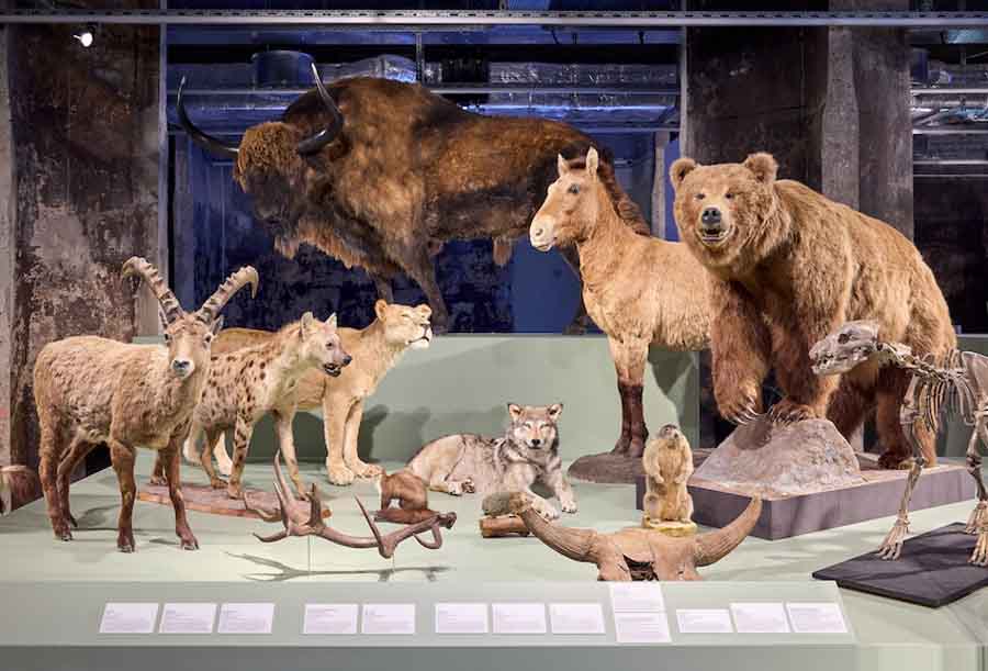Verschiede Tiermodelle in der Sonderausstellung "überLeben in der Eiszeit"